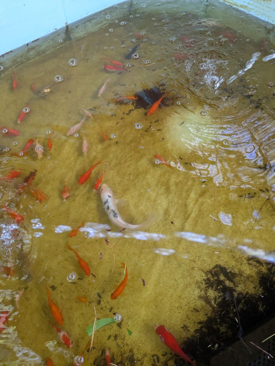 Koi and Pond Supplies