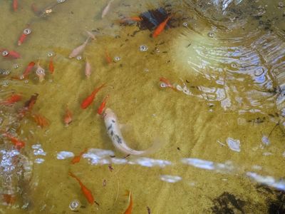 Koi and Pond Supplies
