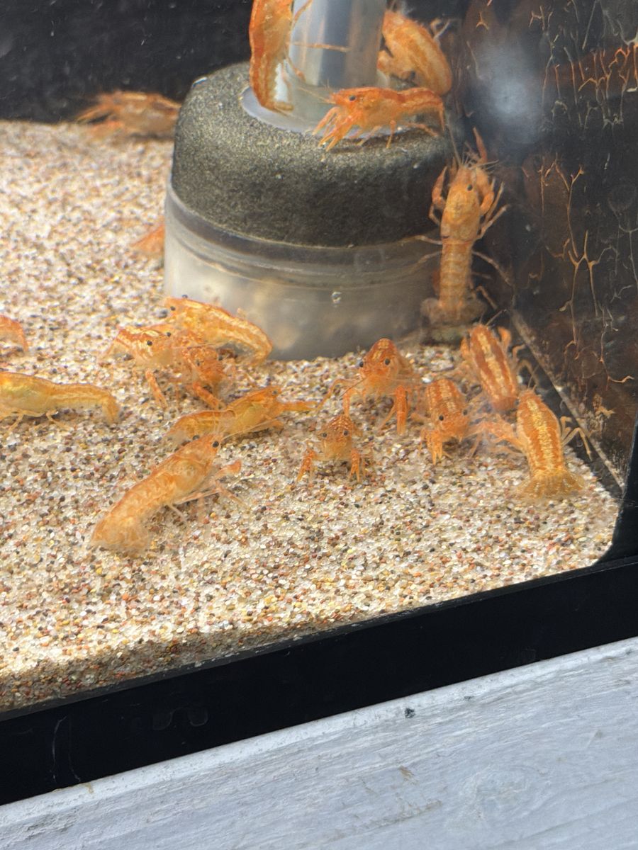 Dwarf Mexican Crayfish