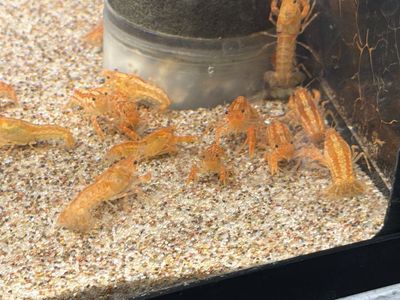 Dwarf Mexican Crayfish