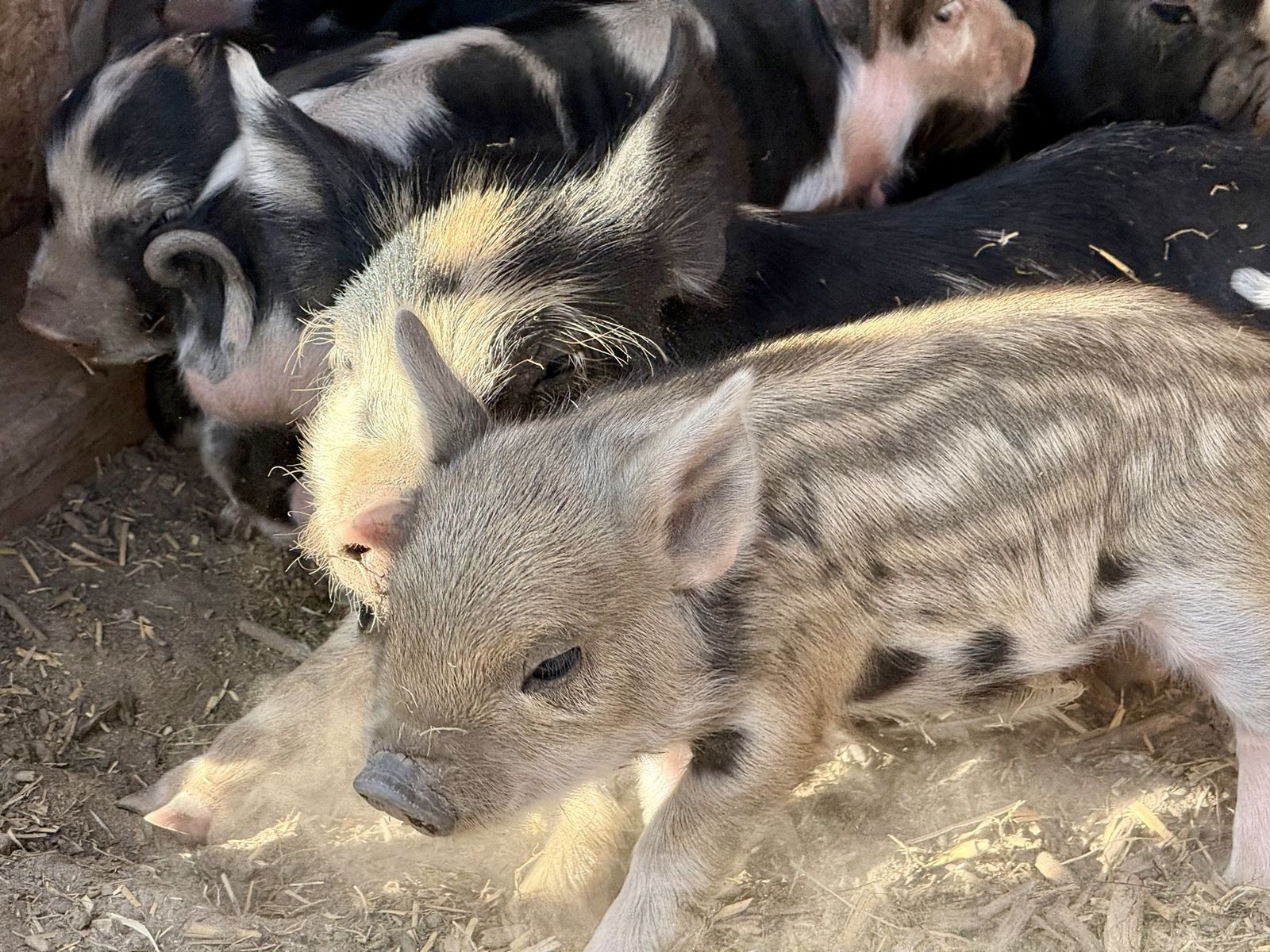 Feeder Pigs 