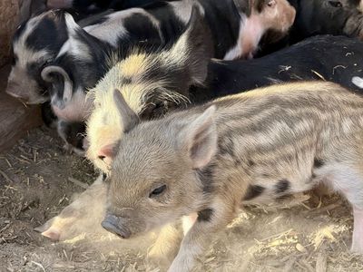 Feeder Pigs