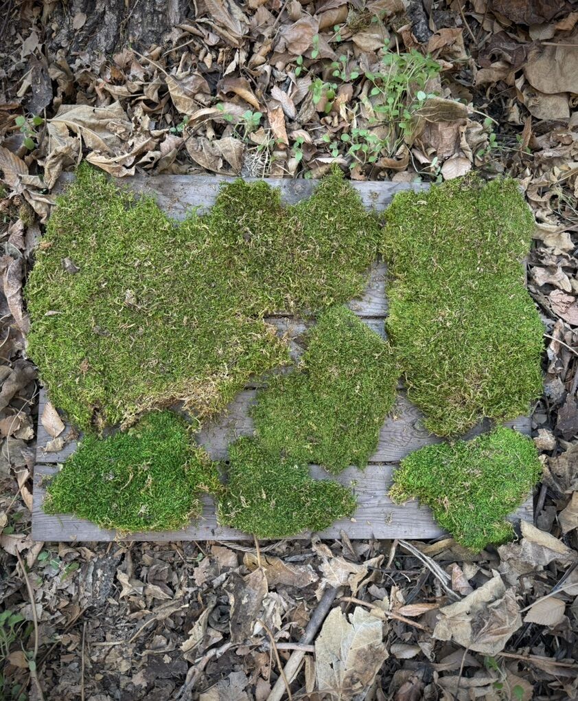 8 Oz Bag Of Preserved Sheet Moss