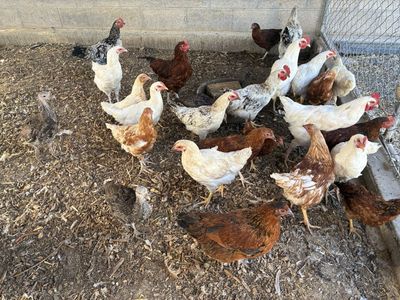 Roosters
