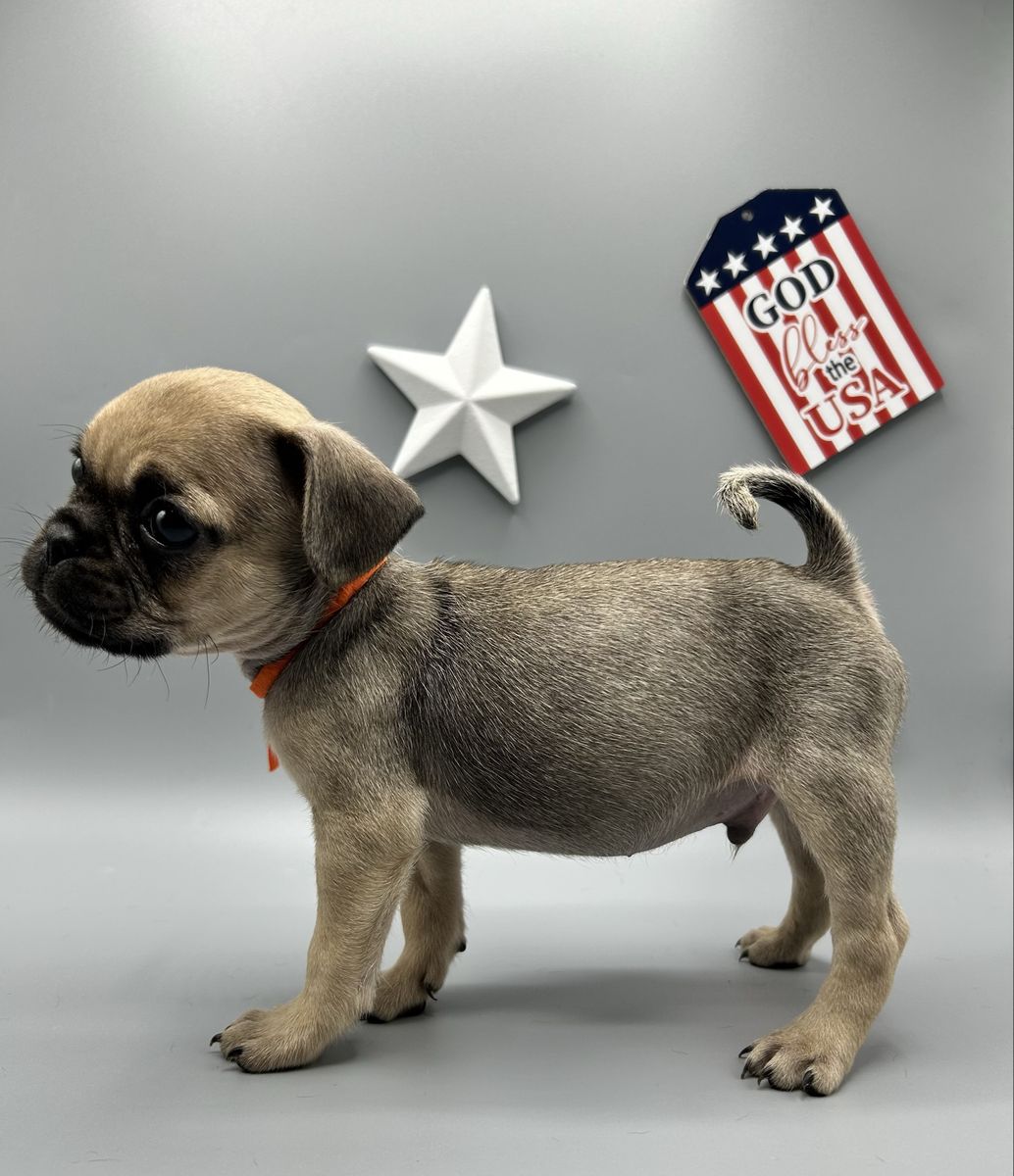 Pug Puppies | Vaccinated & Microchipped | Ready June 16