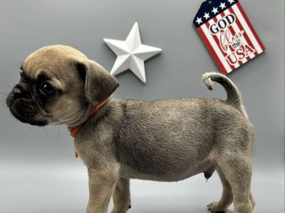 Pug Puppies | Vaccinated & Microchipped | Ready June 16