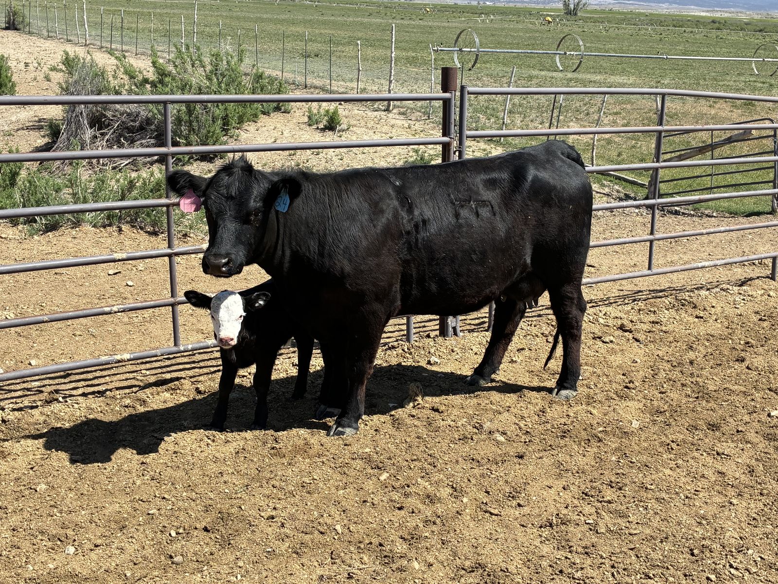 Cow Calf Pair