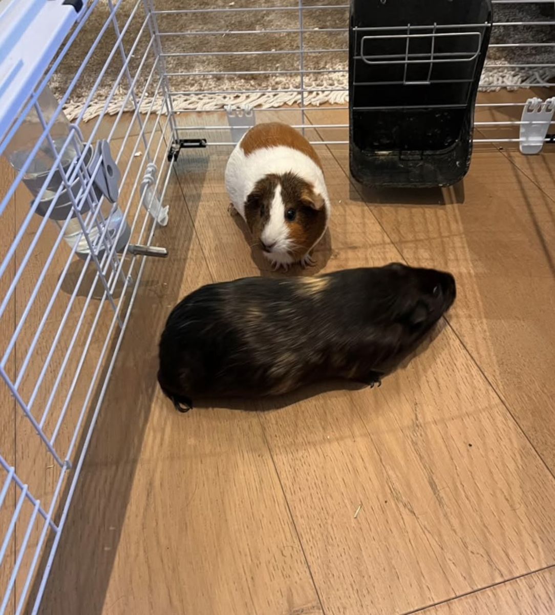 Guinea Pigs (Almond & Cocoa)