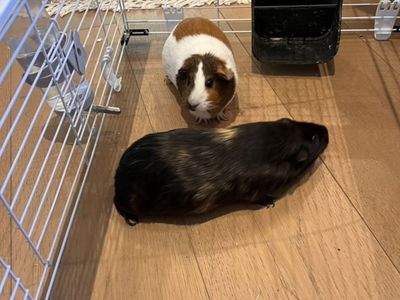 Guinea Pigs (Almond & Cocoa)