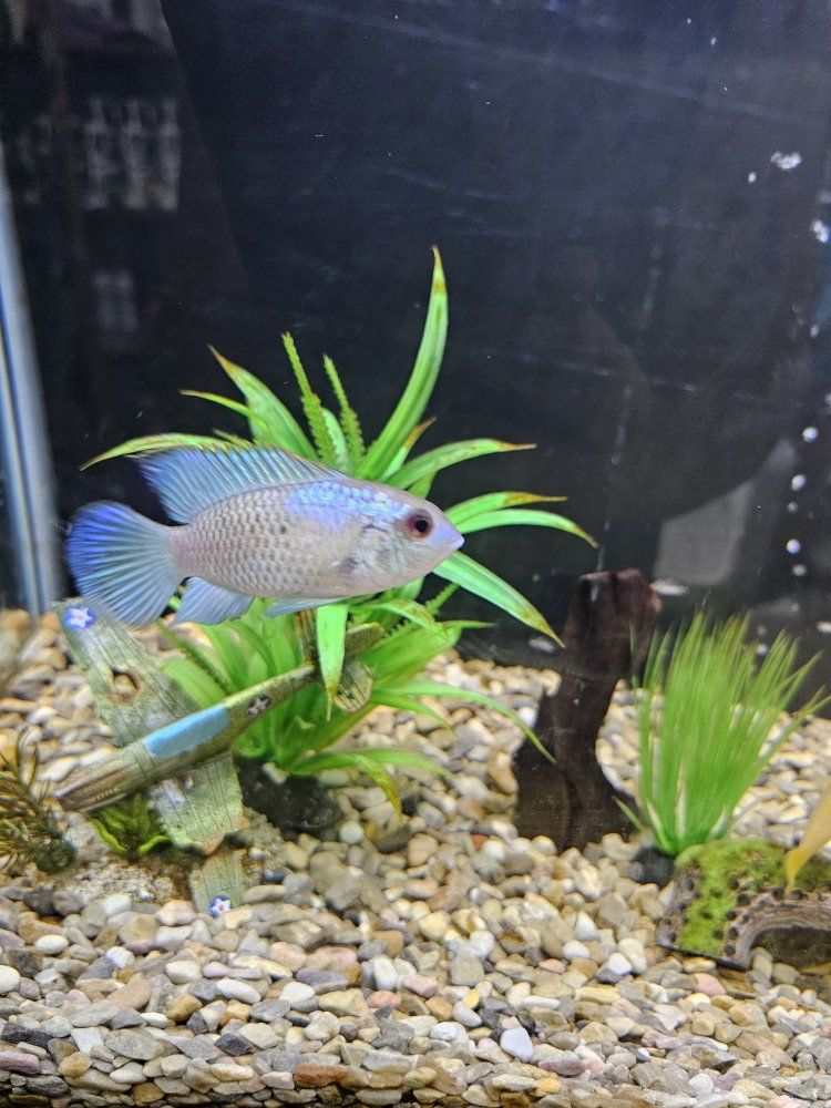 Electric Blue Acara