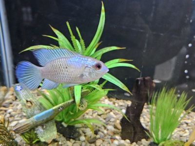 Electric Blue Acara