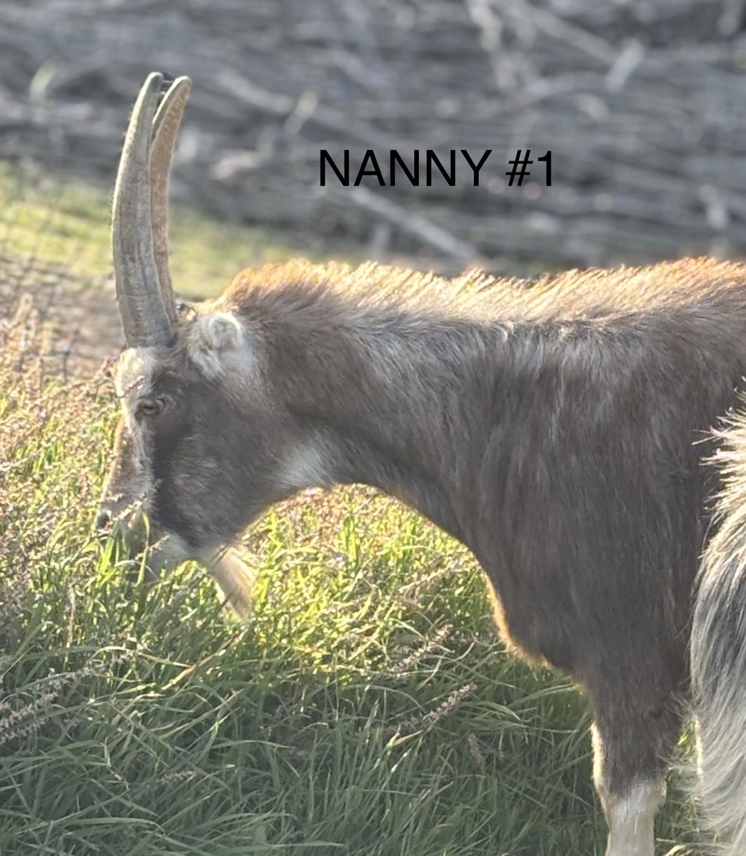 "2 ARE PENDING"  3 Pregnant Nannies