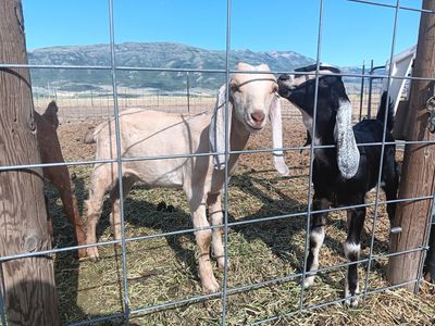 8 week old Nubian Doeling