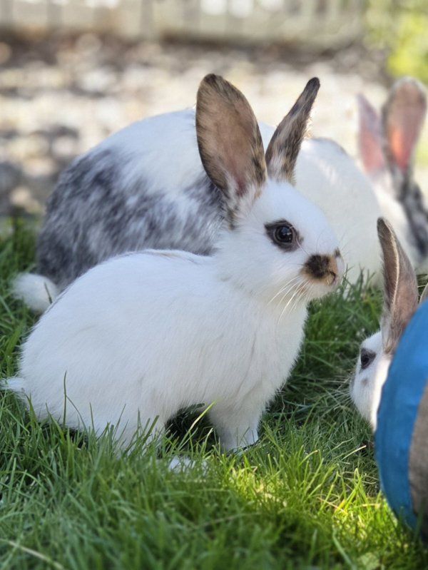 Baby Rhinelander Bunny Rabbits