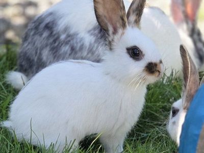 Baby Rhinelander Bunny Rabbits