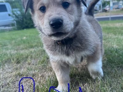 Pitsky puppies