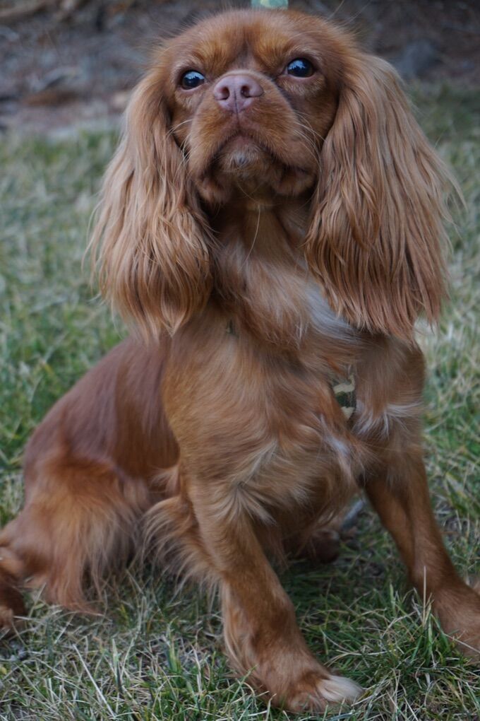 AKC King Charles Cavalier *Stud