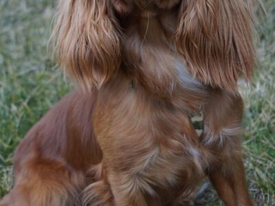 AKC King Charles Cavalier *Stud