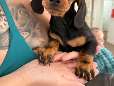 Dachshund Puppy