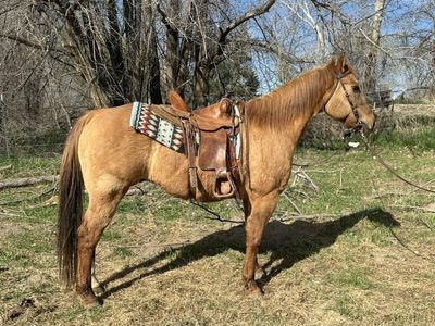 Quarter Horse Gelding