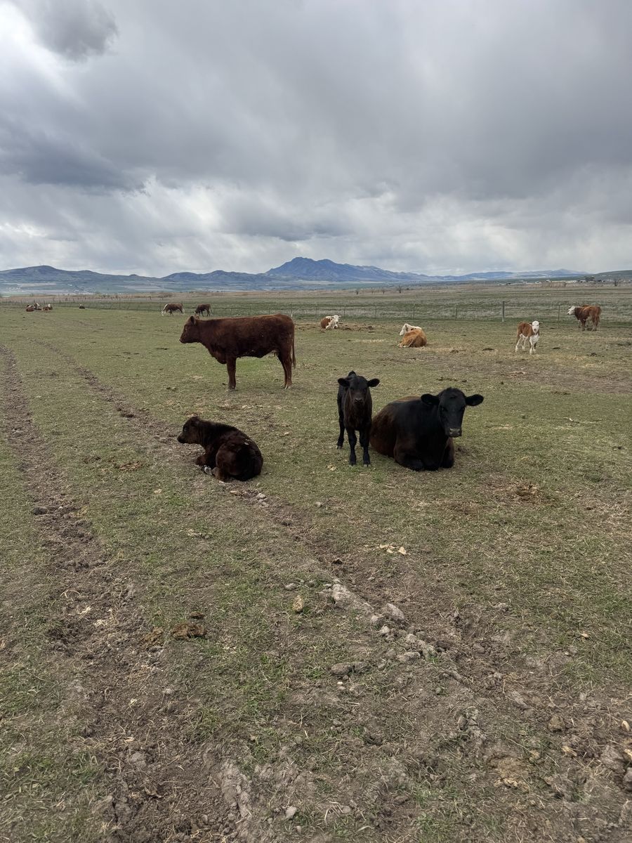 Cow calf pair