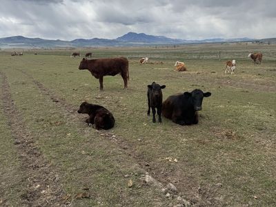 Cow calf pair