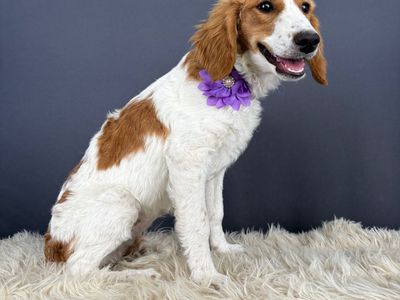 Venus – 6 month old Mini Golden Cocker Retriever (Female)