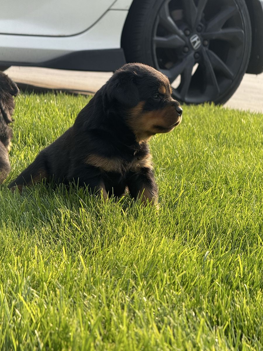 AKC Registered German Rottweilers 