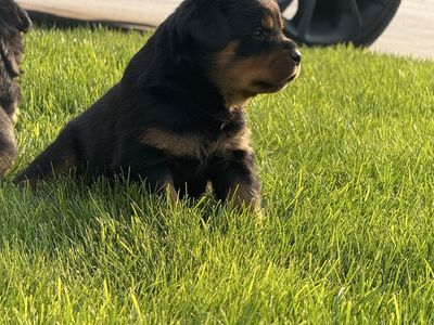 AKC Registered German Rottweilers