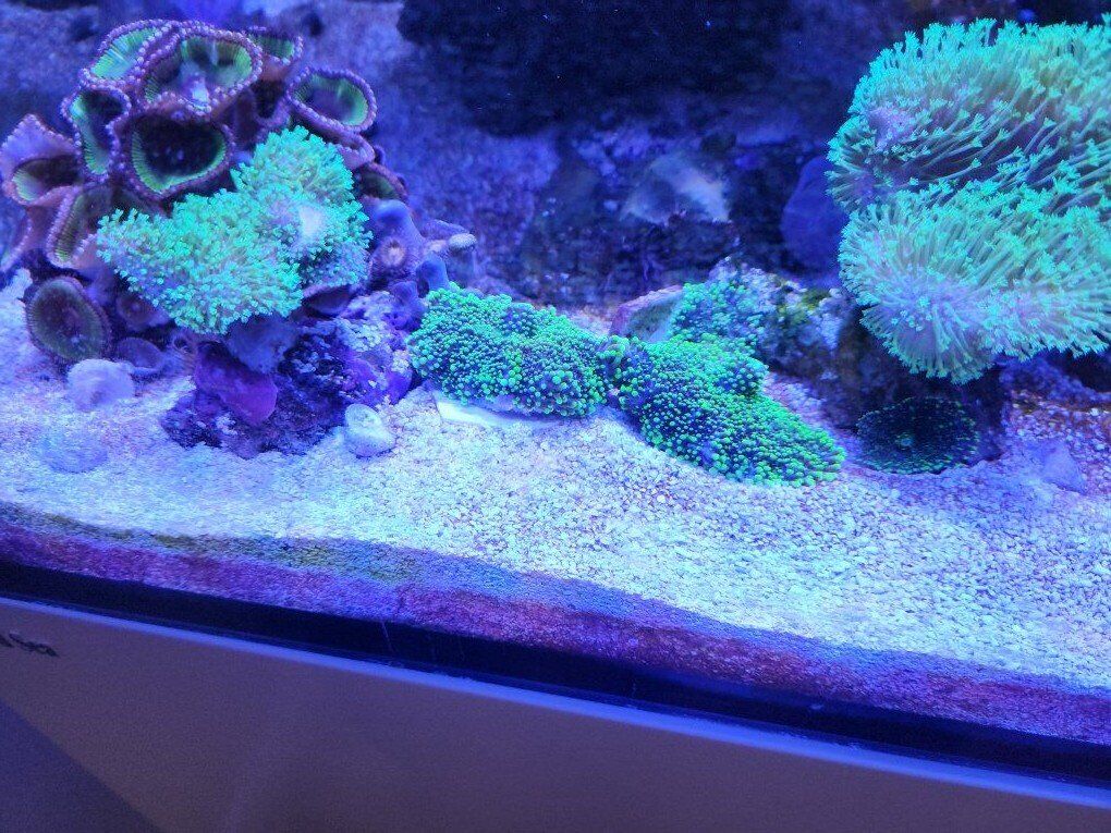 green ricordea mushroom, coral