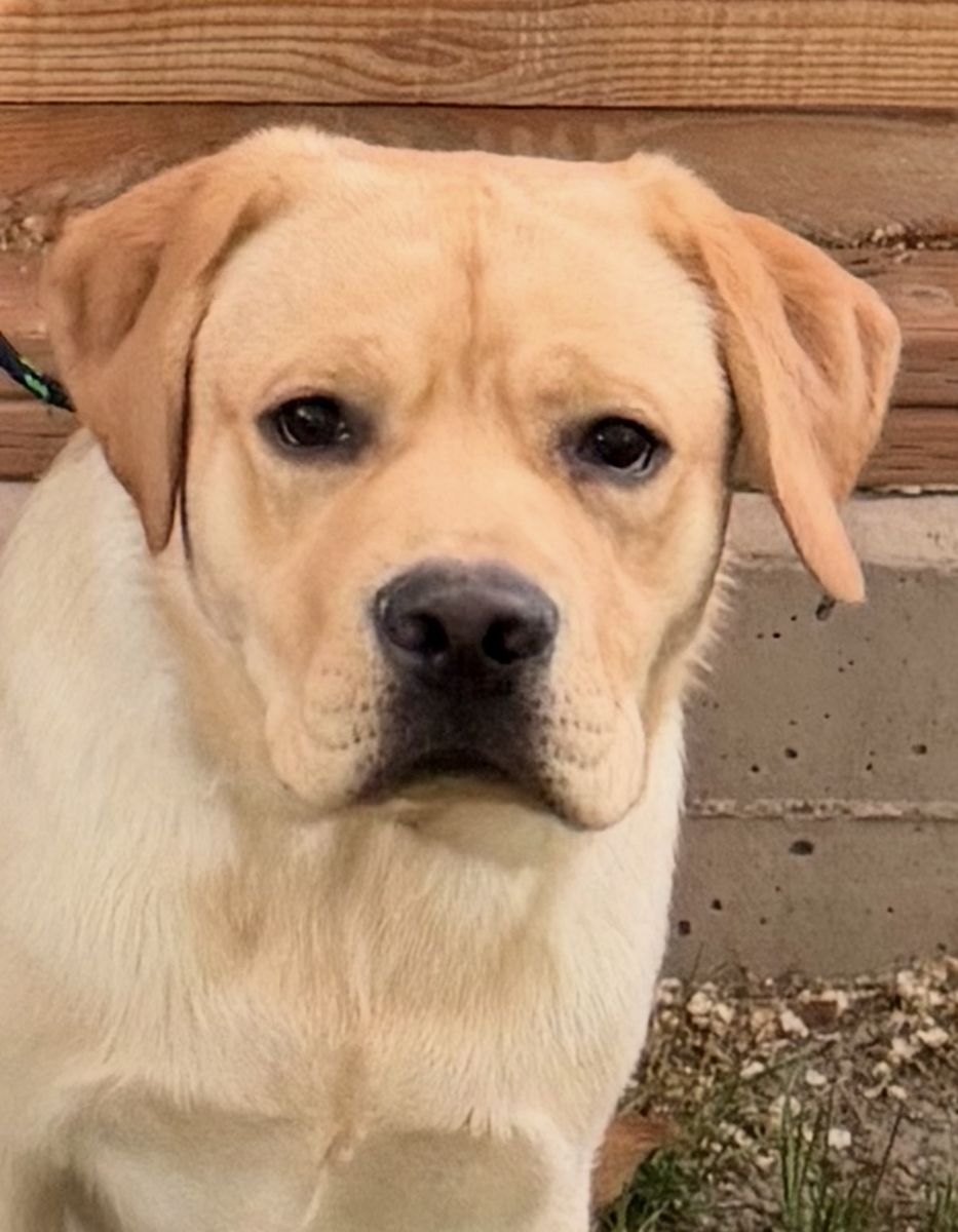 TRAINED AKC LABRADOR RETRIEVER. SERVICE. Show