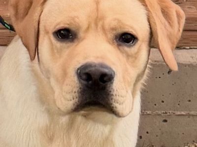 TRAINED AKC LABRADOR RETRIEVER. SERVICE. Show