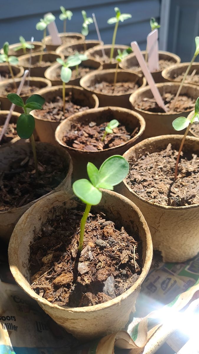 Pre-germinated Sunflower starts.  1 1/2 - 3 inches tall.  $5.00 each Colorful variety will grow 3 - 6 feet tall.