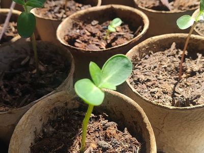 Pre-germinated Sunflower starts. 1 1/2 - 3 inches tall. $5.00 each Colorful variety will grow 3 - 6 feet tall.