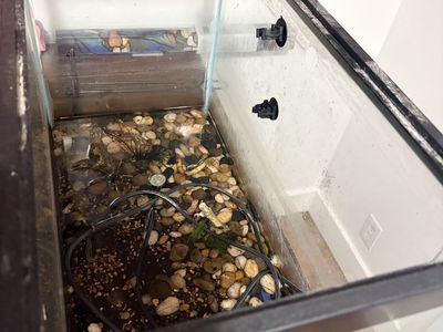 20 gal fish tank