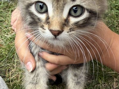 2 left! Tiger striped kittens, great mousers!