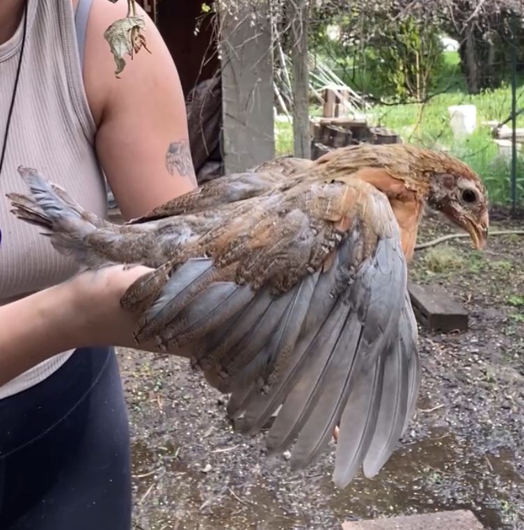 Olive Egger Pullet--Coop Ready Barnyard Mix