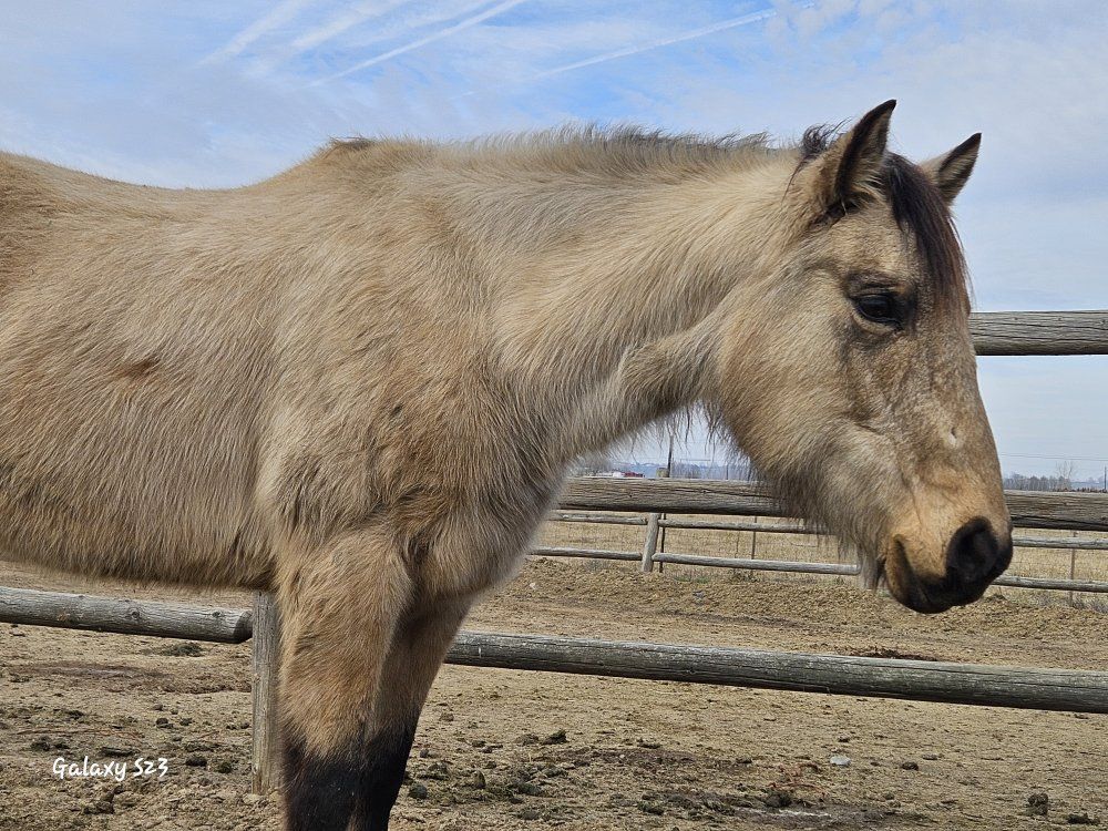 Mare Buckskin