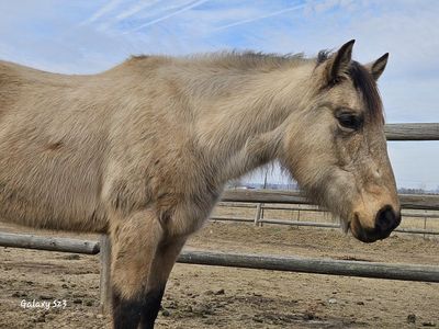 Mare Buckskin