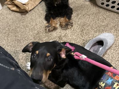 10 wk old border collie mix