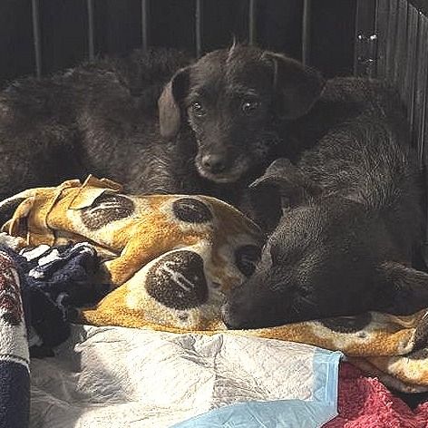 Hello my name is Hooch