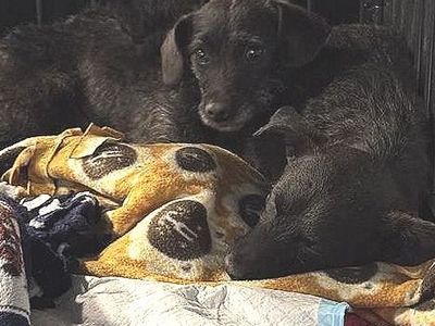 Hello my name is Hooch