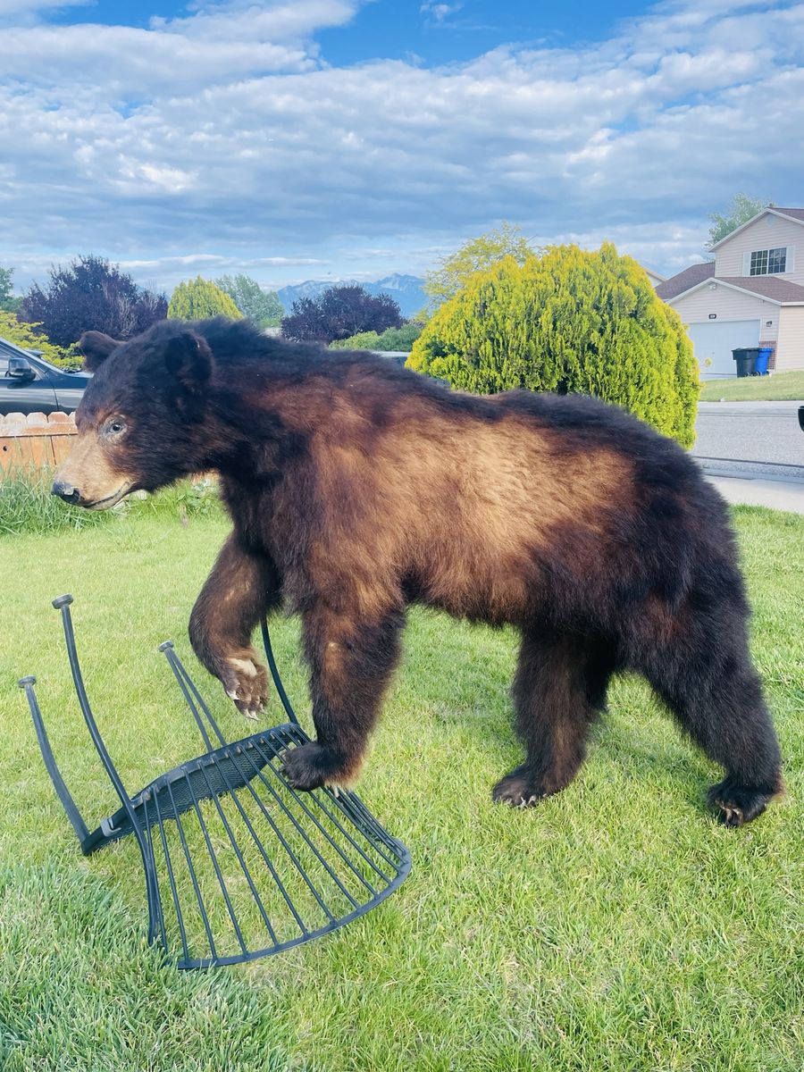 Taxidermy Bear