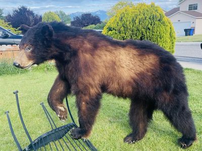 Taxidermy Bear