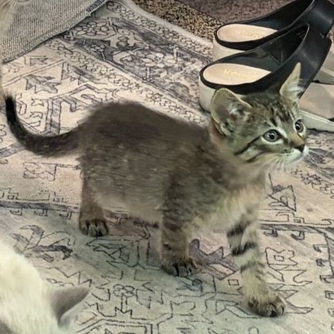 Adorable male Tabby Kitten - Seeking Loving Home