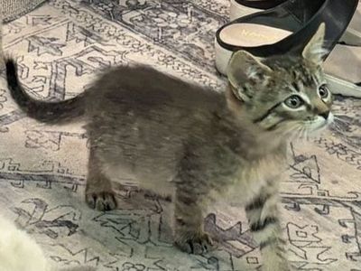 Adorable male Tabby Kitten - Seeking Loving Home
