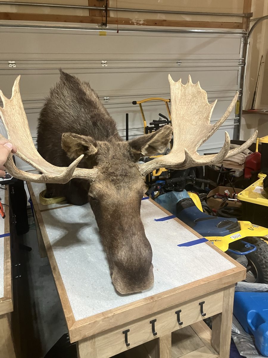 38” moose shoulder mount 