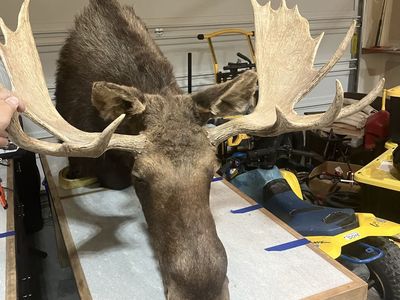 38” moose shoulder mount