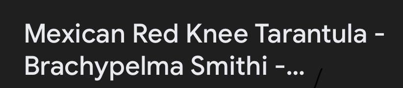 Brachypelma Smithi Red Knee Tarantula