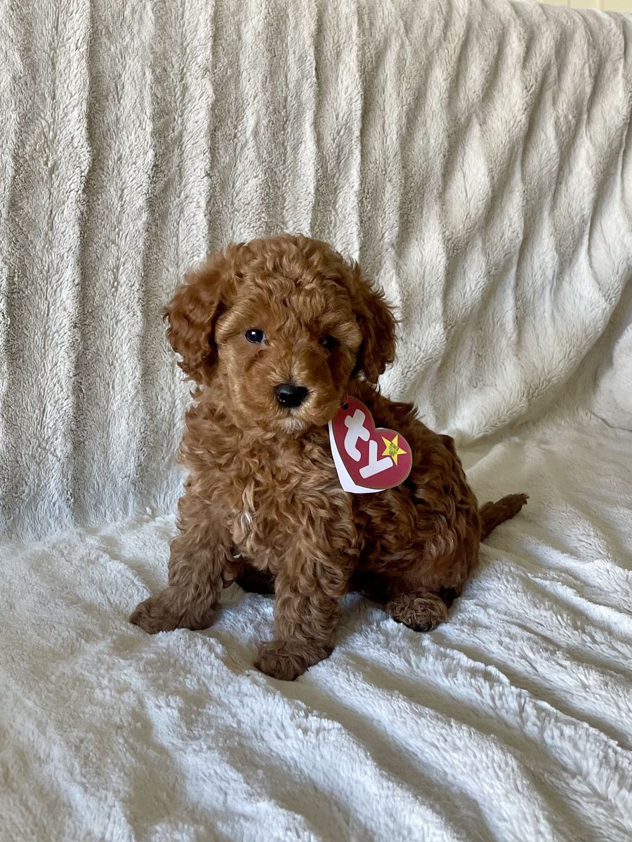 Petite Teacup Goldendoodle puppies